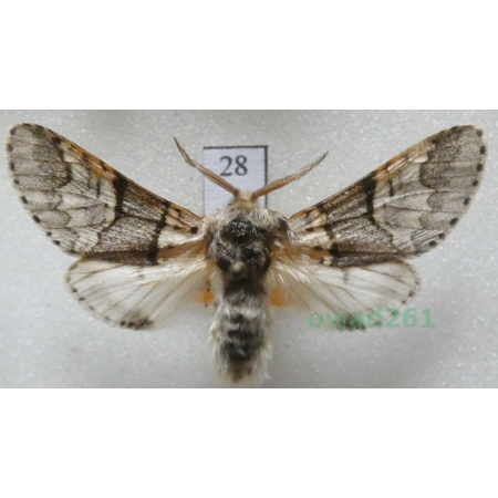 Furcula bifida (Brahm, 1787) male Czech28